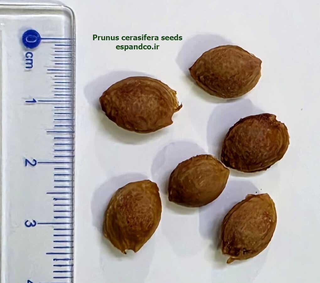  Prunus cerasifera seeds 